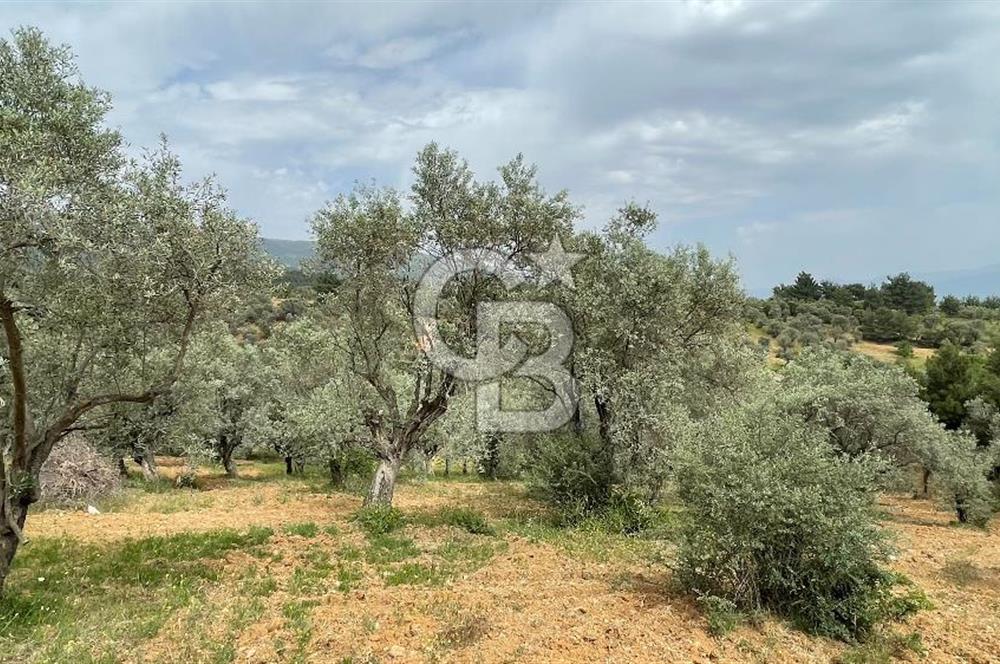 KEMALPAŞA ANSIZCA'DA KUYUCAK SINIRINDA SATILIK 7218M2 ZEYTİNLİK