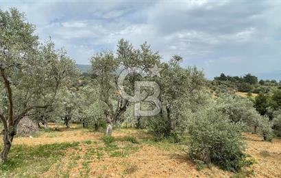 KEMALPAŞA ANSIZCA'DA KUYUCAK SINIRINDA SATILIK 7218M2 ZEYTİNLİK