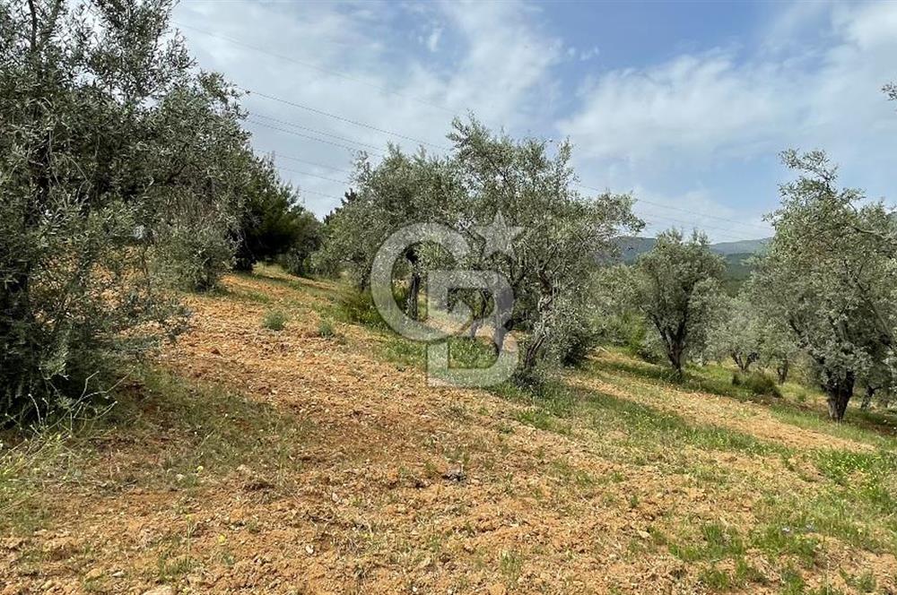 KEMALPAŞA ANSIZCA'DA KUYUCAK SINIRINDA SATILIK 7218M2 ZEYTİNLİK