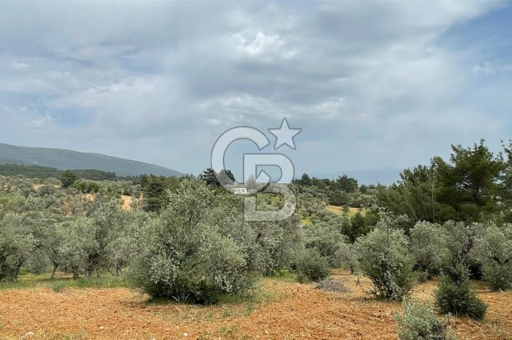 KEMALPAŞA ANSIZCA'DA KUYUCAK SINIRINDA SATILIK 7218M2 ZEYTİNLİK