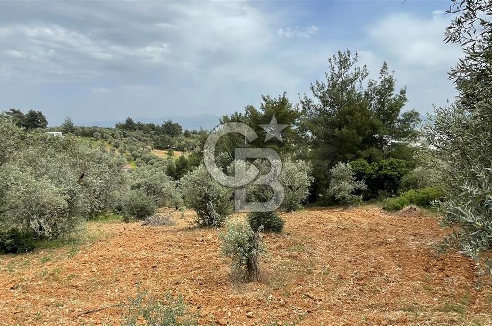 KEMALPAŞA ANSIZCA'DA KUYUCAK SINIRINDA SATILIK 7218M2 ZEYTİNLİK