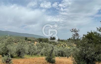 KEMALPAŞA ANSIZCA'DA KUYUCAK SINIRINDA SATILIK 7218M2 ZEYTİNLİK