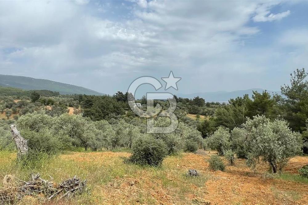 KEMALPAŞA ANSIZCA'DA KUYUCAK SINIRINDA SATILIK 7218M2 ZEYTİNLİK