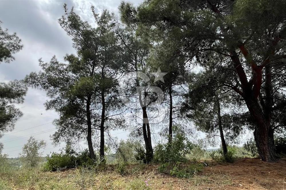KEMALPAŞA ANSIZCA'DA KUYUCAK SINIRINDA SATILIK 7218M2 ZEYTİNLİK
