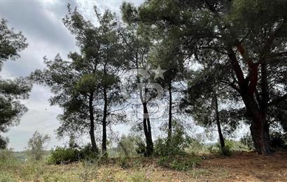 KEMALPAŞA ANSIZCA'DA KUYUCAK SINIRINDA SATILIK 7218M2 ZEYTİNLİK