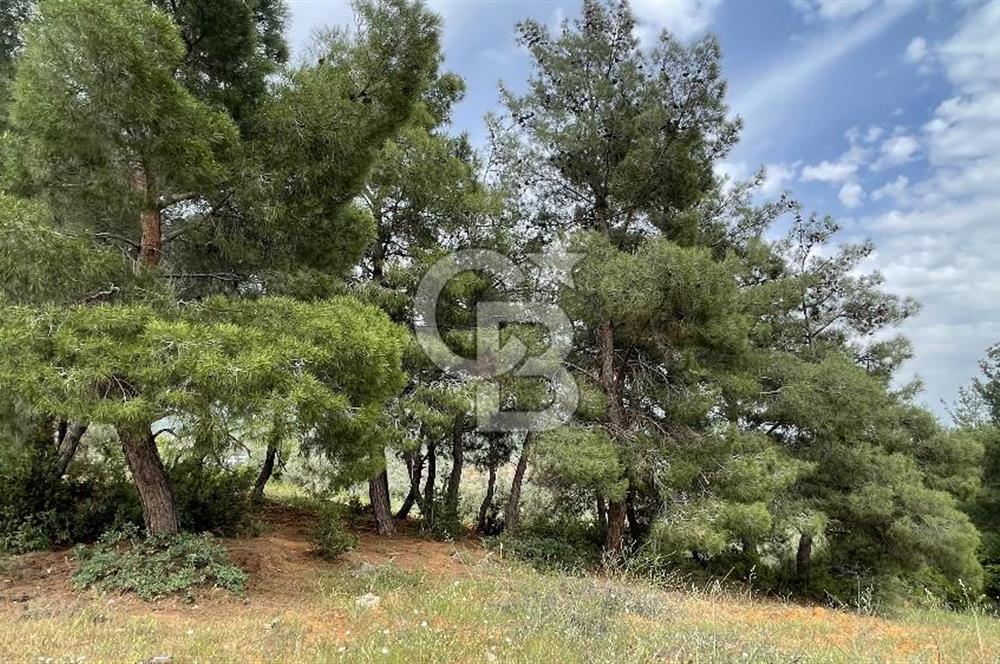 KEMALPAŞA ANSIZCA'DA KUYUCAK SINIRINDA SATILIK 7218M2 ZEYTİNLİK