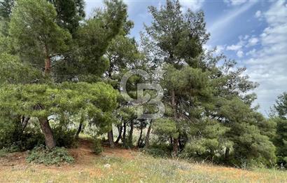 KEMALPAŞA ANSIZCA'DA KUYUCAK SINIRINDA SATILIK 7218M2 ZEYTİNLİK
