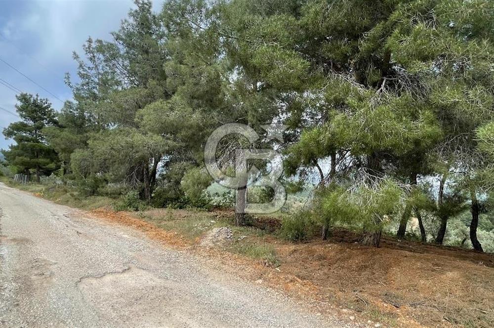 KEMALPAŞA ANSIZCA'DA KUYUCAK SINIRINDA SATILIK 7218M2 ZEYTİNLİK