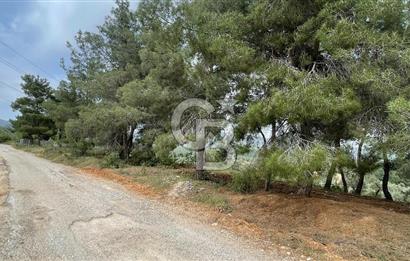 KEMALPAŞA ANSIZCA'DA KUYUCAK SINIRINDA SATILIK 7218M2 ZEYTİNLİK