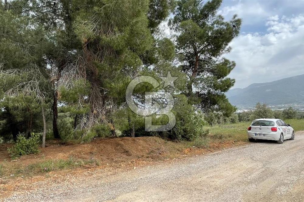 KEMALPAŞA ANSIZCA'DA KUYUCAK SINIRINDA SATILIK 7218M2 ZEYTİNLİK