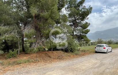 KEMALPAŞA ANSIZCA'DA KUYUCAK SINIRINDA SATILIK 7218M2 ZEYTİNLİK