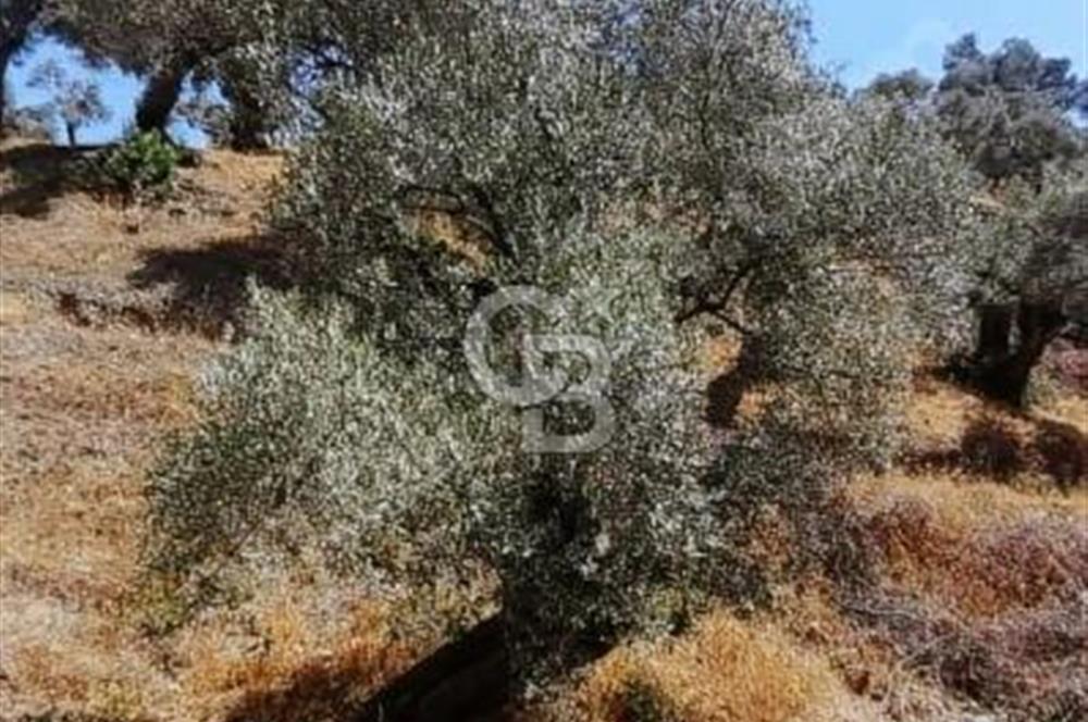 Aydın Karpuzluda Kadastro Yolu Olan 1546 mt Zeytinlik