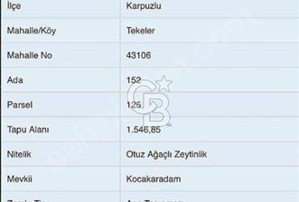 Aydın Karpuzluda Kadastro Yolu Olan 1546 mt Zeytinlik