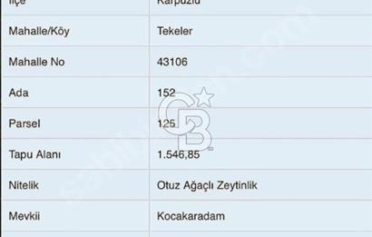 Aydın Karpuzluda Kadastro Yolu Olan 1546 mt Zeytinlik