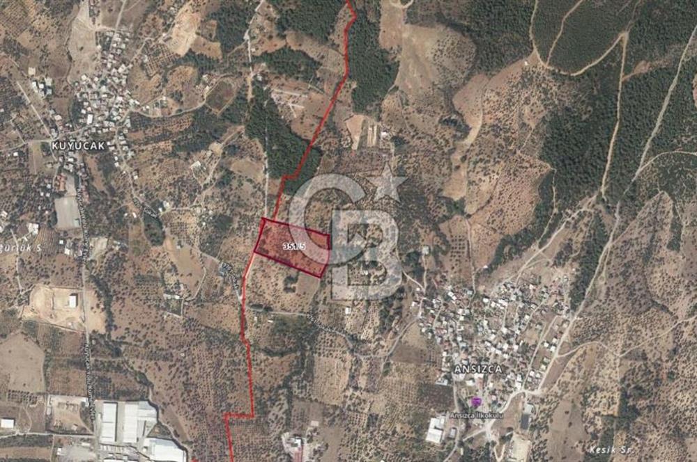 KEMALPAŞA ANSIZCA'DA KUYUCAK SINIRINDA SATILIK 7218M2 ZEYTİNLİK