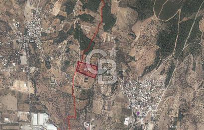 KEMALPAŞA ANSIZCA'DA KUYUCAK SINIRINDA SATILIK 7218M2 ZEYTİNLİK