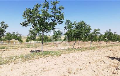 USAK ULUBEY DUTLUCA'DA CEViZ BAHCESi