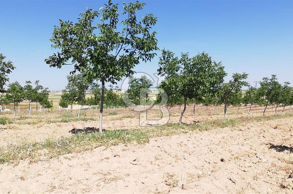 USAK ULUBEY DUTLUCA'DA CEViZ BAHCESi