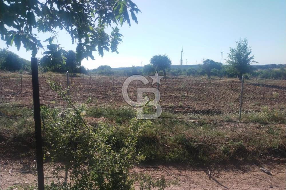ÇANAKKALE SALİHLİ KAYIŞLAR KÖYÜ SATILIK FIRSAT TARLA