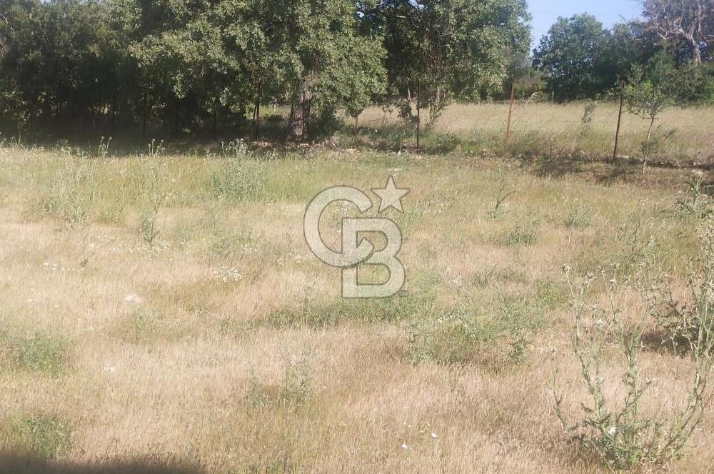 ÇANAKKALE SALİHLİ KAYIŞLAR KÖYÜ SATILIK FIRSAT TARLA