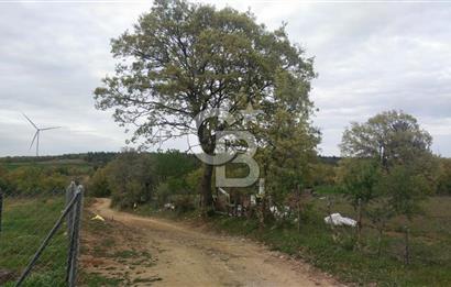 ÇANAKKALE SALİHLİ KAYIŞLAR KÖYÜ SATILIK FIRSAT TARLA