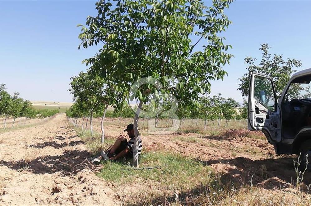 USAK ULUBEY DUTLUCA'DA CEViZ BAHCESi