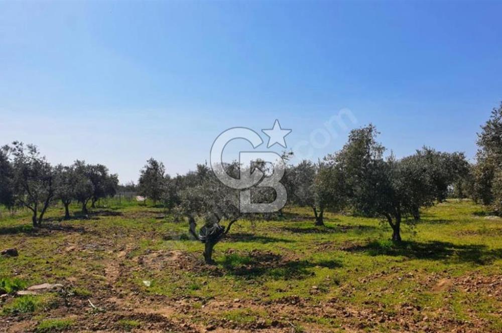 İZMİR DİKİLİ MÜTAKİL TAPU SATILIK 26.079 M2 DEĞERLİ ARAZİ