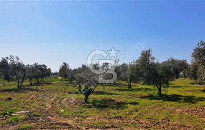 İZMİR DİKİLİ MÜTAKİL TAPU SATILIK 26.079 M2 DEĞERLİ ARAZİ