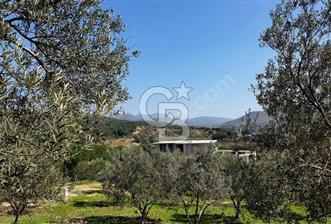 İZMİR DİKİLİ MÜTAKİL TAPU SATILIK 26.079 M2 DEĞERLİ ARAZİ