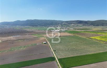 BURSA YENİŞEHİR ÇARDAK SATILIK TARLA!. 225 DÖNÜM