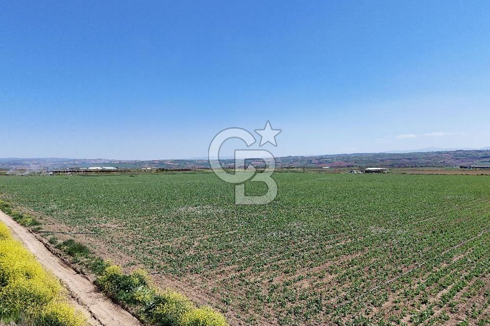 BURSA YENİŞEHİR ÇARDAK SATILIK TARLA!. 225 DÖNÜM