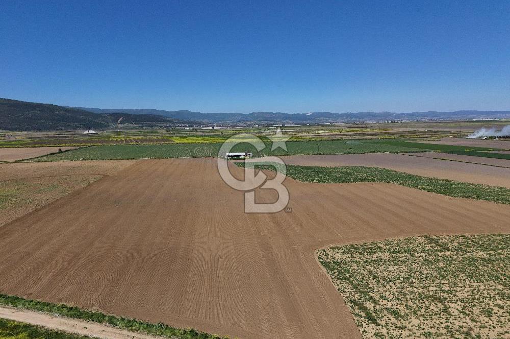BURSA YENİŞEHİR ÇARDAK SATILIK TARLA!. 225 DÖNÜM