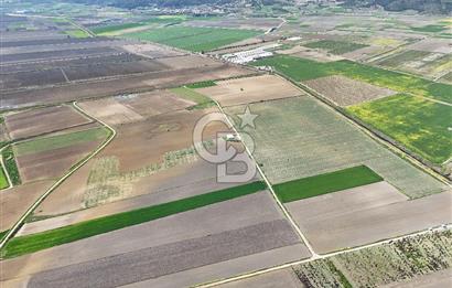 BURSA YENİŞEHİR ÇARDAK SATILIK TARLA!. 225 DÖNÜM