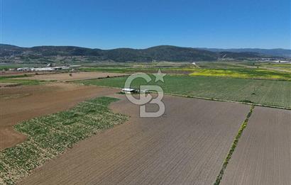 BURSA YENİŞEHİR ÇARDAK SATILIK TARLA!. 225 DÖNÜM
