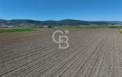 BURSA YENİŞEHİR ÇARDAK SATILIK TARLA!. 225 DÖNÜM