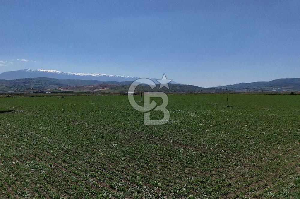 BURSA YENİŞEHİR ÇARDAK SATILIK TARLA!. 225 DÖNÜM