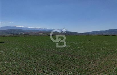 BURSA YENİŞEHİR ÇARDAK SATILIK TARLA!. 225 DÖNÜM