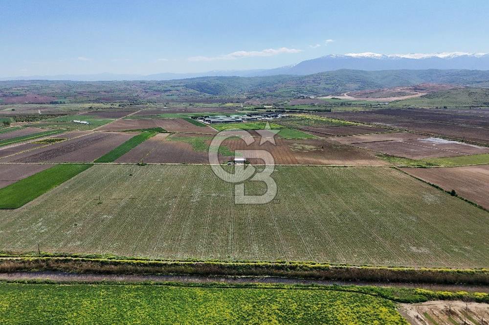 BURSA YENİŞEHİR ÇARDAK SATILIK TARLA!. 225 DÖNÜM