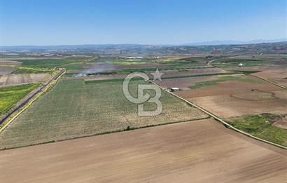 BURSA YENİŞEHİR ÇARDAK SATILIK TARLA!. 225 DÖNÜM