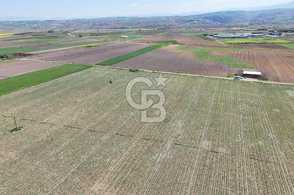 BURSA YENİŞEHİR ÇARDAK SATILIK TARLA!. 225 DÖNÜM