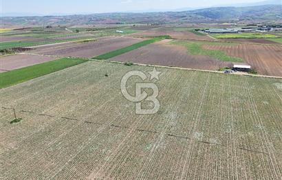 BURSA YENİŞEHİR ÇARDAK SATILIK TARLA!. 225 DÖNÜM