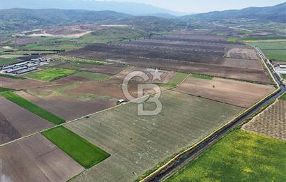 BURSA YENİŞEHİR ÇARDAK SATILIK TARLA!. 225 DÖNÜM