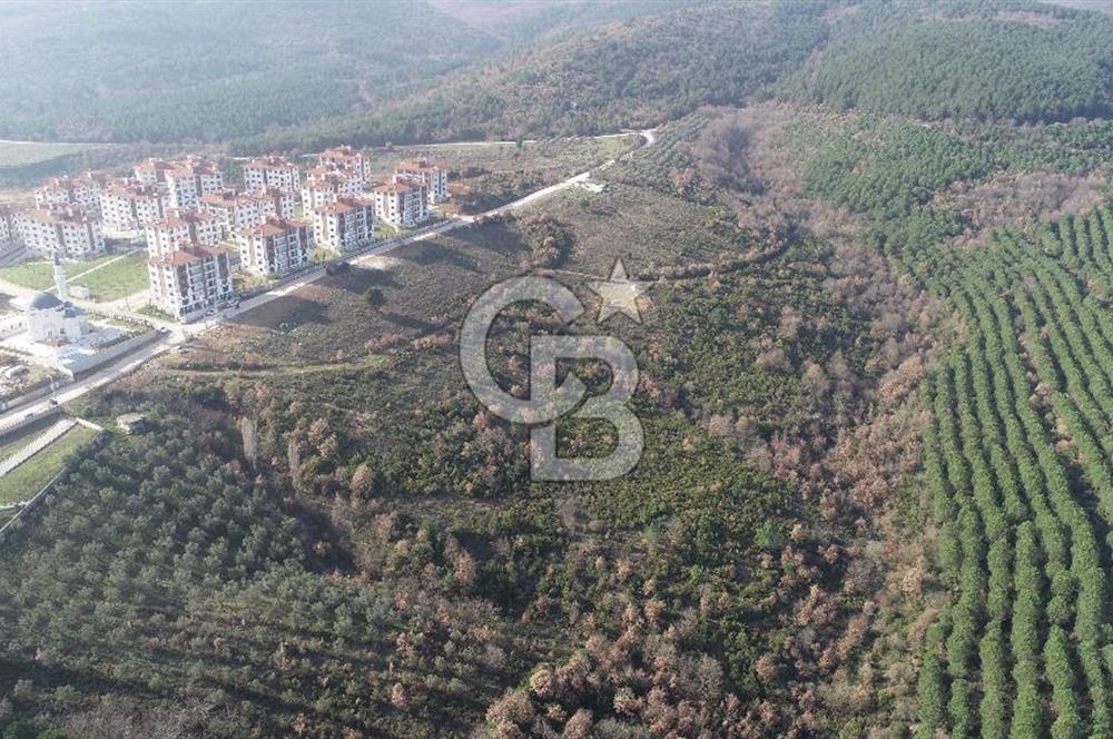ORHANGAZİ ARAPZADE SATILIK TARLA! 21.007M2 YENİ TOKİ SINIRI