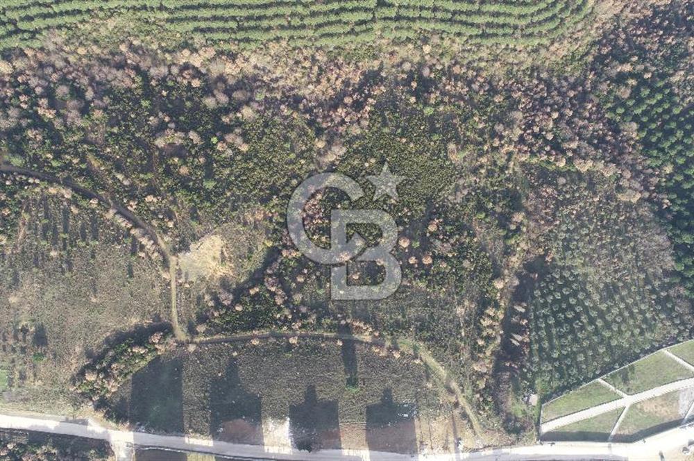 ORHANGAZİ ARAPZADE SATILIK TARLA! 21.007M2 YENİ TOKİ SINIRI
