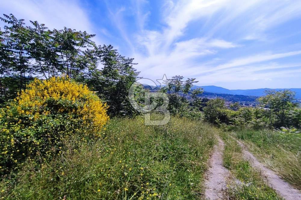 YALOVA SAFRAN SATILIK TARLA 14.246 M2 !.