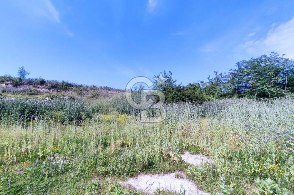 YALOVA SAFRAN SATILIK TARLA 14.246 M2 !.