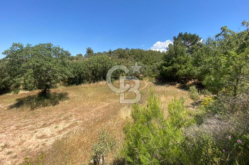 ÇANAKKALE EZİNE TAVAKLIDA 991 m² SATILIK VİLLA ARSASI