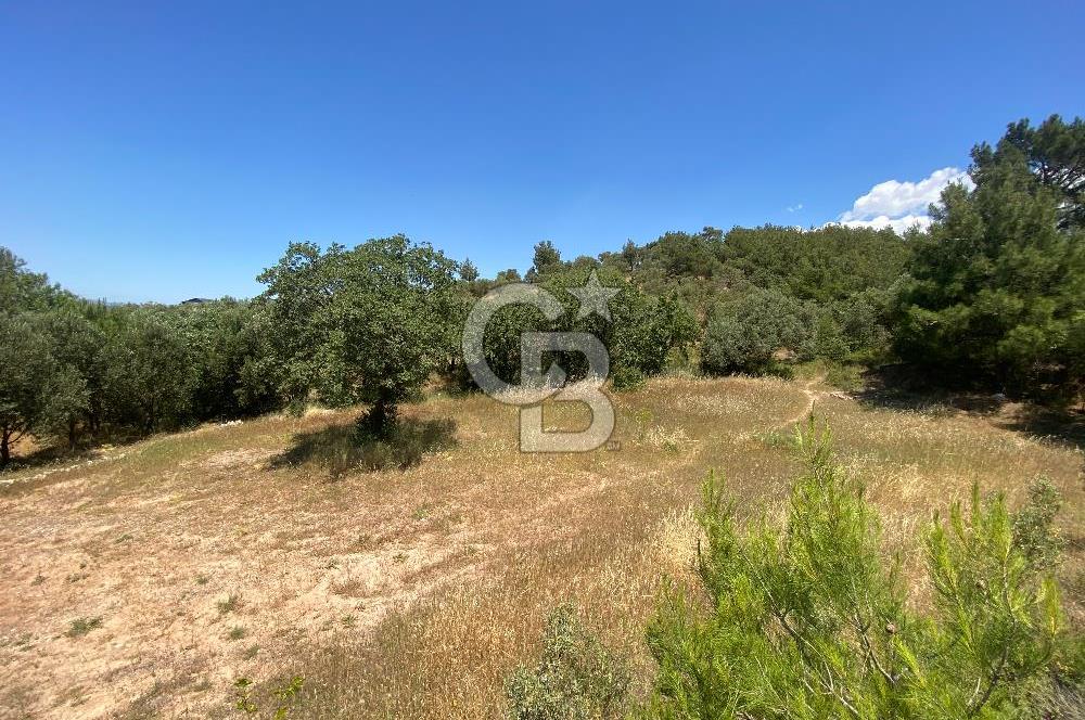ÇANAKKALE EZİNE TAVAKLIDA 991 m² SATILIK VİLLA ARSASI