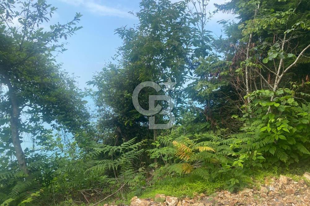 Rize Ardeşende 4 parsel satılık fındık bahçesi