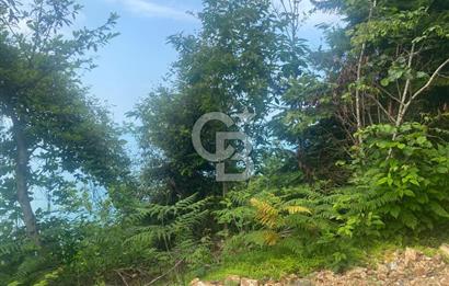 Rize Ardeşende 4 parsel satılık fındık bahçesi